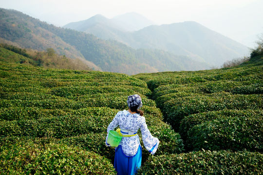 tea attractions, Chinese tea, Tea in China, tea plantations, tea farm