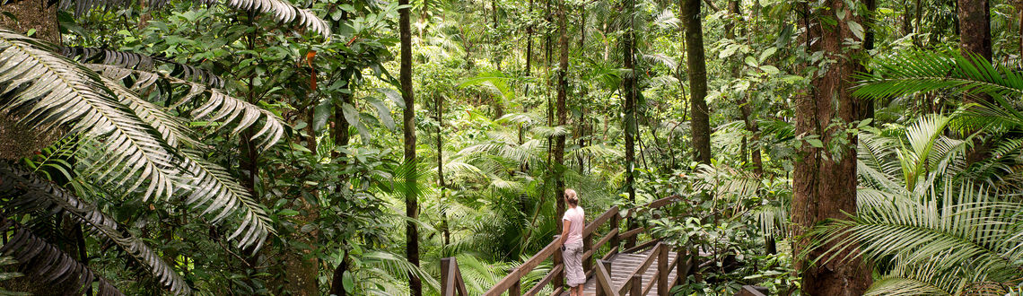 Daintree National Park, Queensland Australia, forests in Australia, australian forests, forests in Pacific, Pacific forests