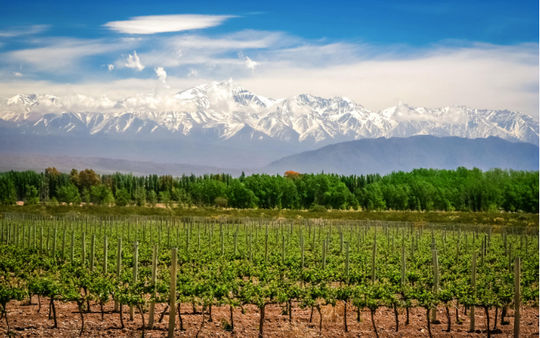 Argentina produces some of the best wines in the world and tourists can take tours of the country's main wineries. (Photo via pawopa3336 / iStock / Getty Images Plus).