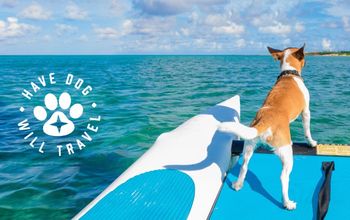 Aruba, dog, kayak, surf board, promotion, campaign, pet-friendly