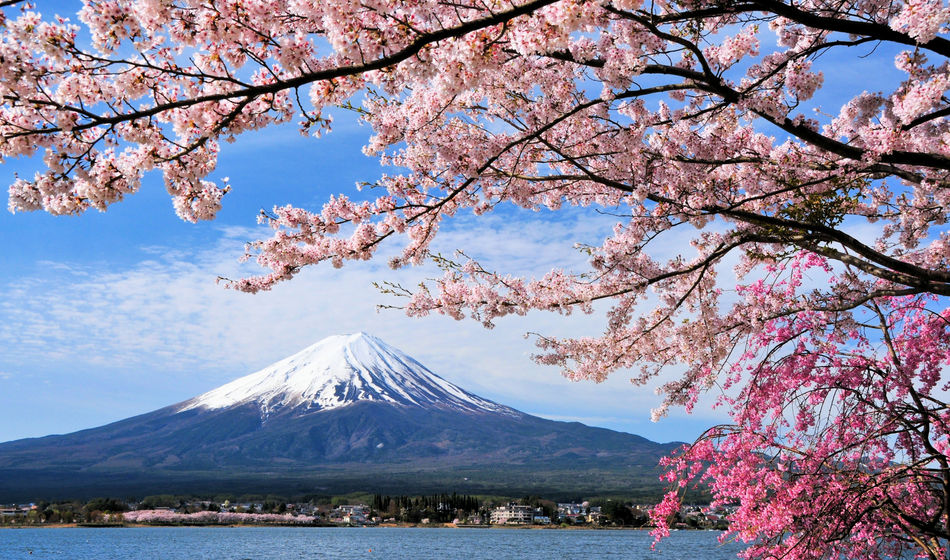 Mount Fuji and Cherry tree, Japan (photo via Goryu / iStock / Getty Images Plus)