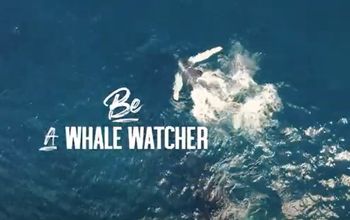 Be A Whale Watcher - GO DOMINICAN REPUBLIC