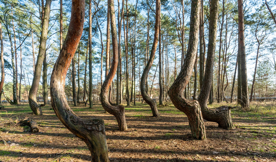 forests in Europe, forests in Poland, Polish forests, European forests, crooked forest