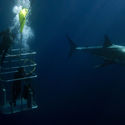 Divers in a cage watch a great white shark in Australia