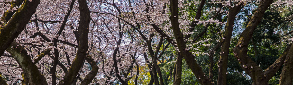 Tokyo, cherry trees, cherry blossoms, Yoyogi Park, G Adventures, japan
