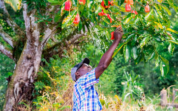 Sandals Resorts, Caribbean, Food, Fruit, Trees, Harvesting, Planting, Earth Day