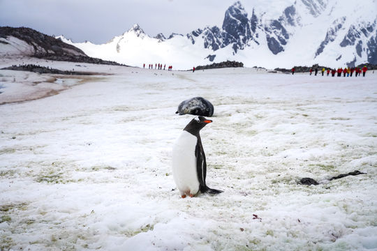 Gentoo Penguin, Antarctica, Wildlife
