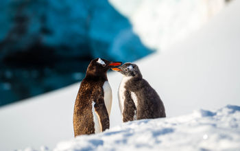 Get a $1,000 Air Credit on the 9-day Antarctic Explorer Express