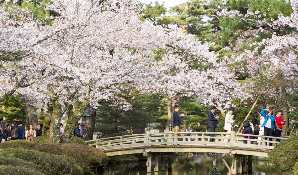 Cherry blossoms, Kanazawa, Japan