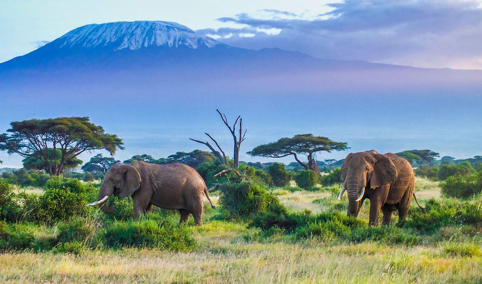 Two Elephants and Kilimanjaro mountain (photo via squashedbox/iStock/Getty Images Plus)