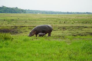 Hippos in Botswana, hippo, safari, africa