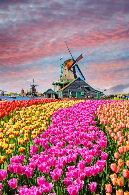 Holland & Belgium Springtime River Cruise 
