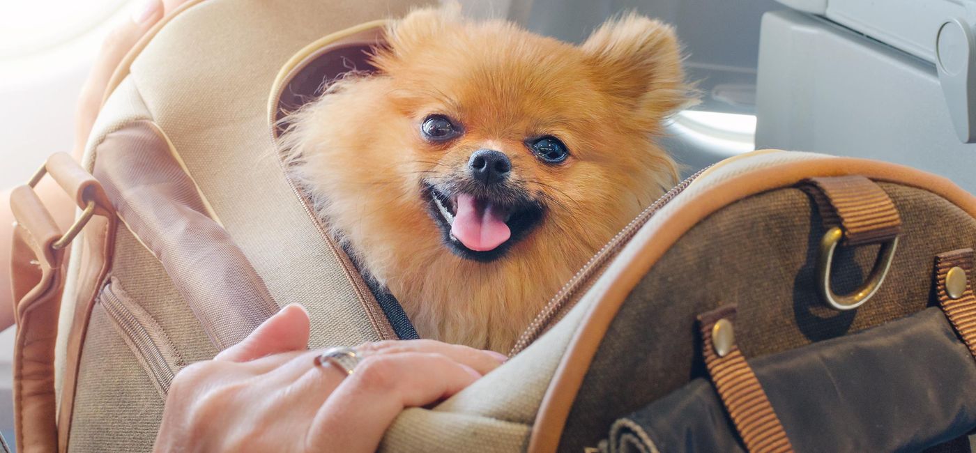 Image: A Pomeranian inside of a travel bag aboard an airplane. (photo via nadisja/iStock/Getty Images Plus)
