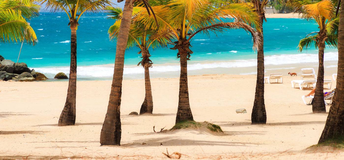 Image: Beautiful tropical palm trees at popular touristic Condado beach in San Juan, Puerto Rico (Photo via dennisvdw / iStock / Getty Images Plus)