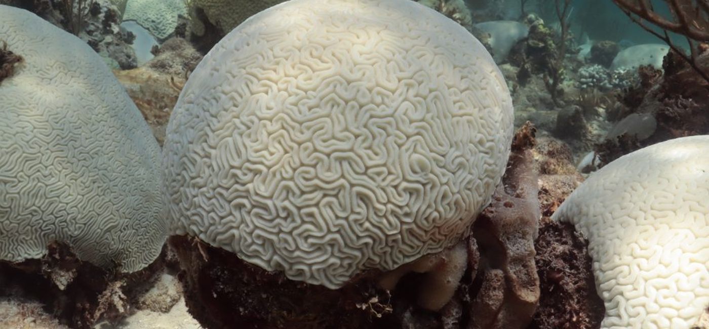 Image: Bleached Grooved Brain Coral off of the Florida Coast as of August 1, 2023 (Photo Credit: Courtesy NOAA)