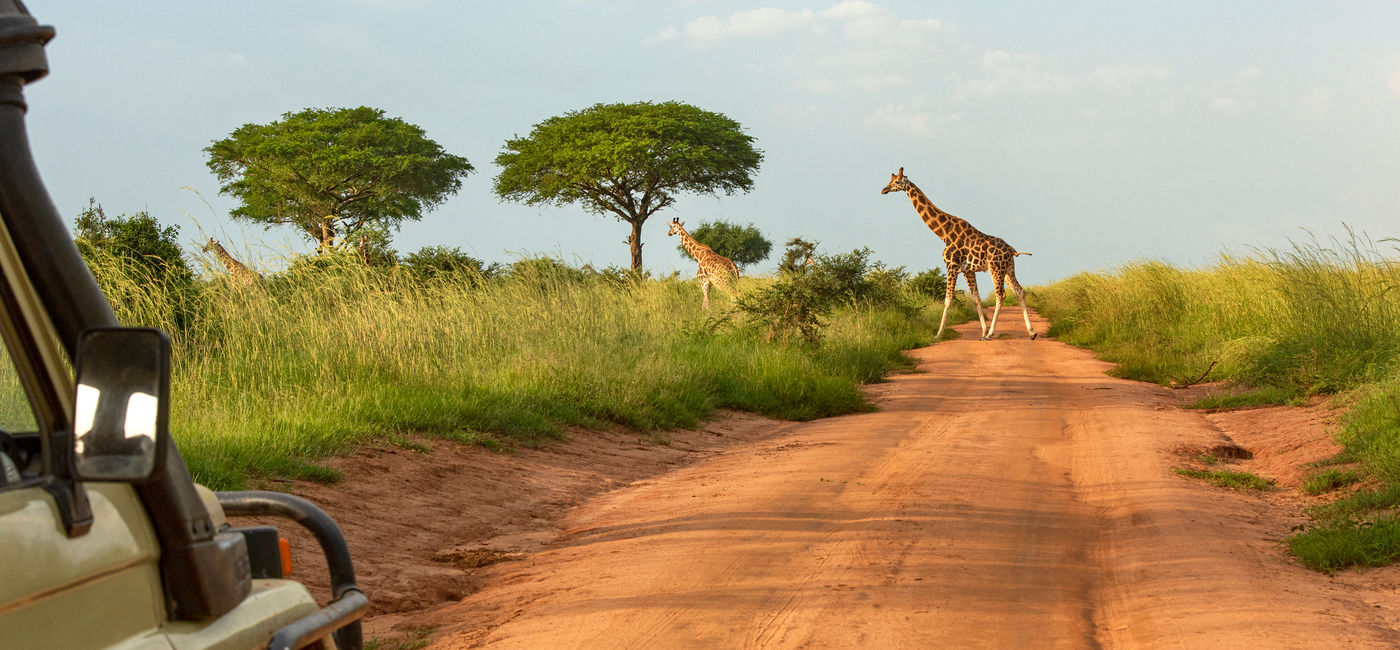 Image: Giraffes seen on a safari through Uganda (Photo Credit: guenterguni/E+)