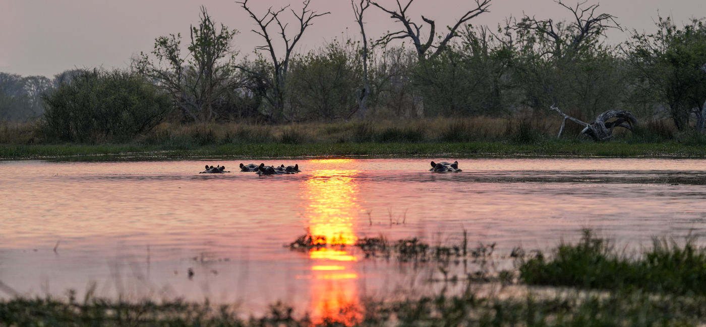 Image: Hippos at Sunrise, Botswana(Photo by Lauren Breedlove)