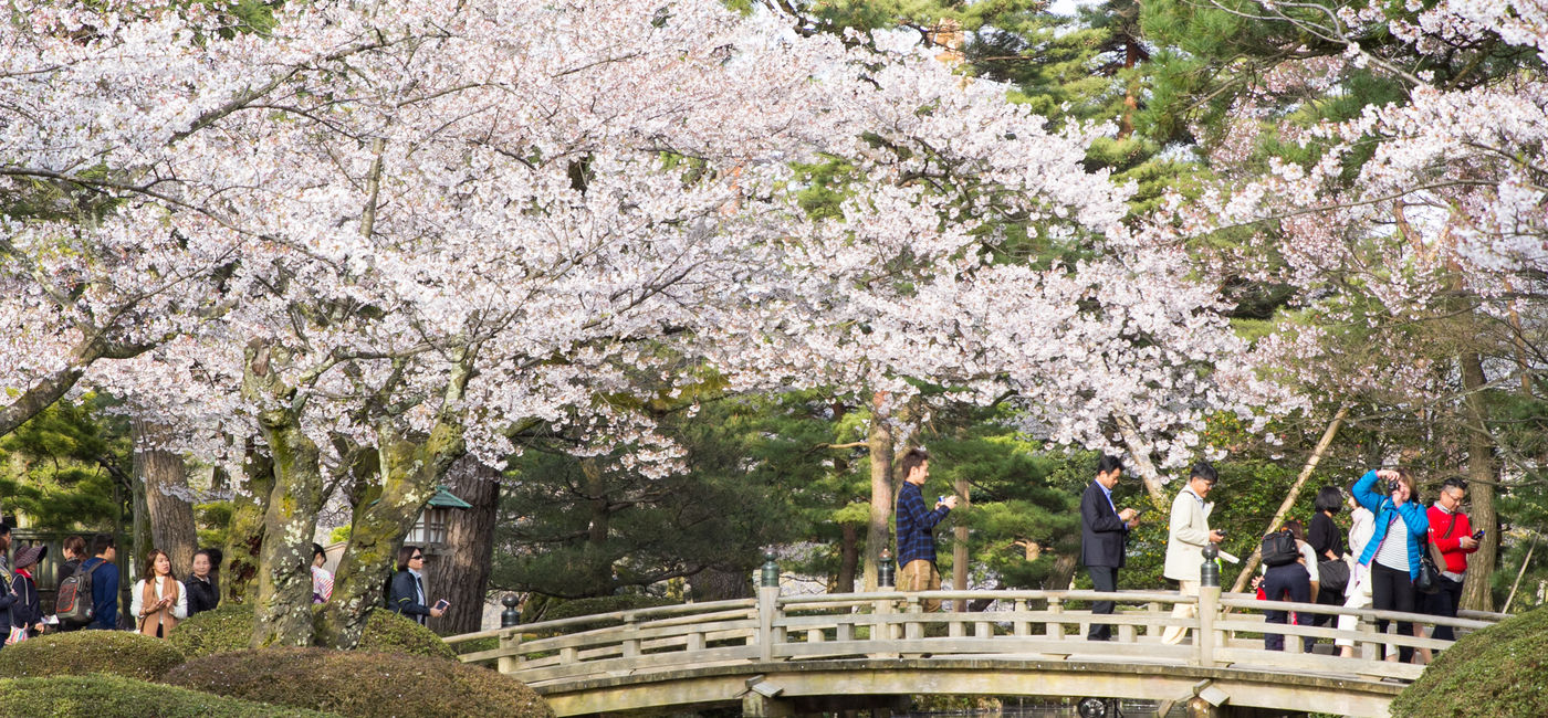 Image: PHOTO: Cherry blossoms inside Kenrokuen Garden in Kanazawa (Photo via Oren Rozen / Wikimedia Commons)