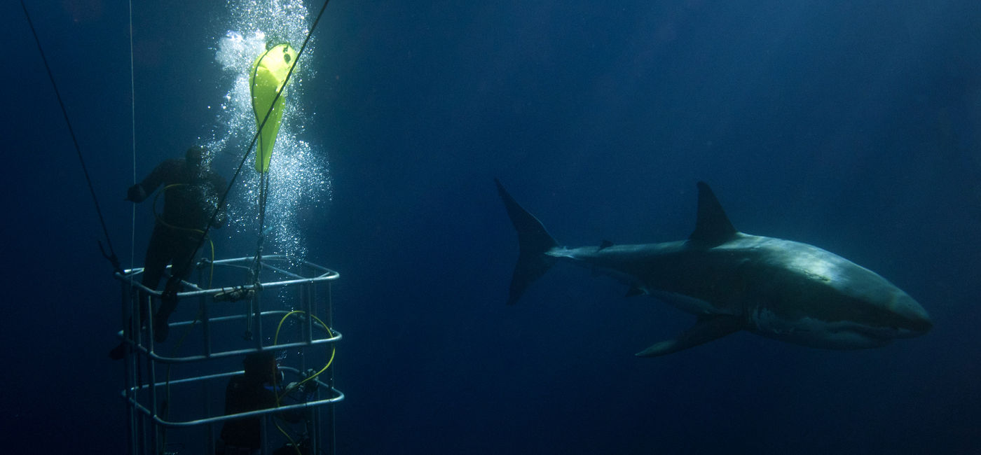 Image: PHOTO: Divers in a cage watching a great white shark in Australia. (photo via izanbar/iStock/Getty Images Plus)