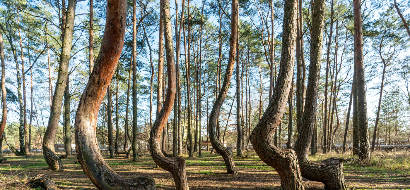 Image: Poland's Crooked Forest. (photo via TeleMakro Fotografie (Ina Hensel)/ iStock / Getty Images Plus) (Photo Credit: (photo via TeleMakro Fotografie (Ina Hensel)/ iStock / Getty Images Plus))