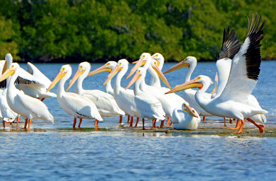 Latin America is a privileged place for lovers of bird watching. (Photo via Fort Myers - Islands, Beaches, and Neighborhoods).