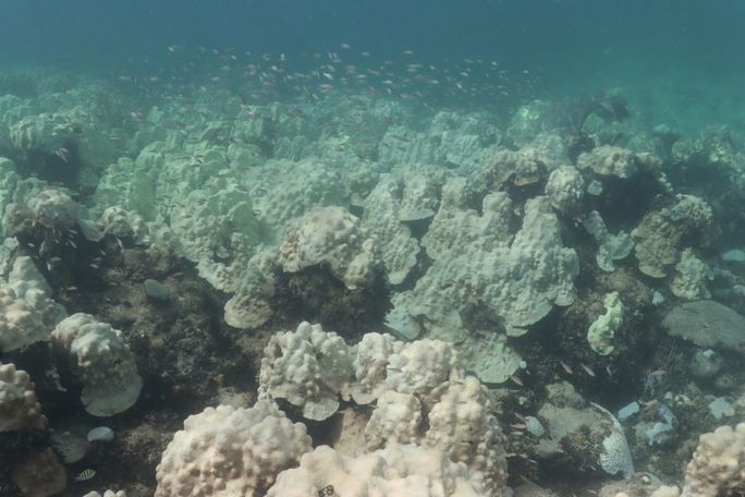 Mountainous Star Coral bleached at Cheeca Rocks on July 31st, 2023