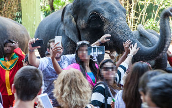 Elephant mobbed by tourists in Thailand