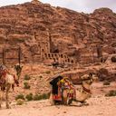 Camels, archaeological site, Petra, Jordan, Middle East