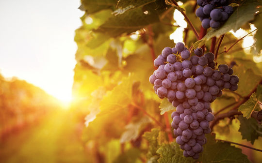 The land of Argentina makes it a privileged place for the cultivation of grapes with which the best wines in the world are produced. (Photo via Rostislav_Sedlacek/iStock/Getty Images Plus).