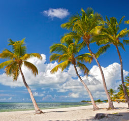 Florida Keys Beach, Palm Trees, Florida Sunshine