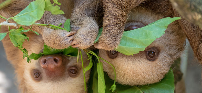 Two baby sloths hanging from tree in Costa Rica