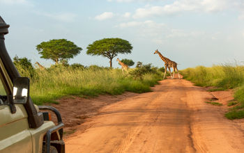 Giraffes seen on a safari through Uganda
