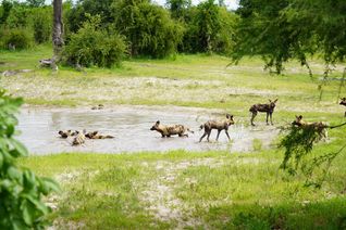 Wild dogs of Botswana, Botswana, Africa, safari